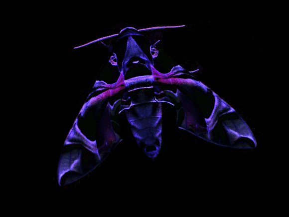 Gloomwing Moth at night
